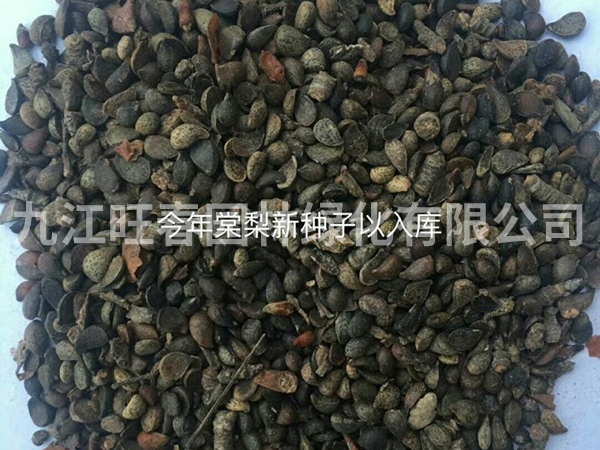 種子展示